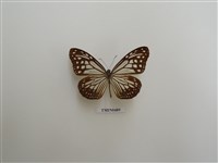 藏品(絹斑蝶)的圖片